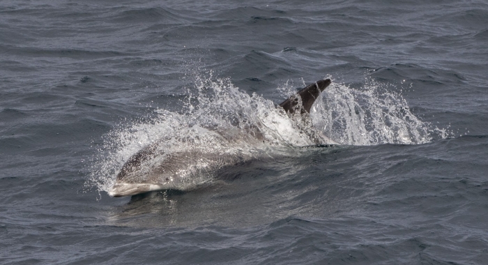 140918 whitebeaked dolphin