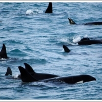 Orcas on both trips!