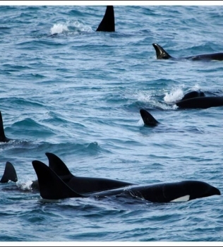 Orcas on both trips!