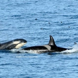 Last tour of our season, humpbacks, dolphins and ORCA!