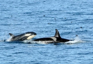 Last tour of our season, humpbacks, dolphins and ORCA!