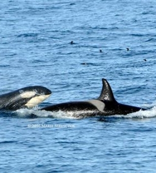 Last tour of our season, humpbacks, dolphins and ORCA!