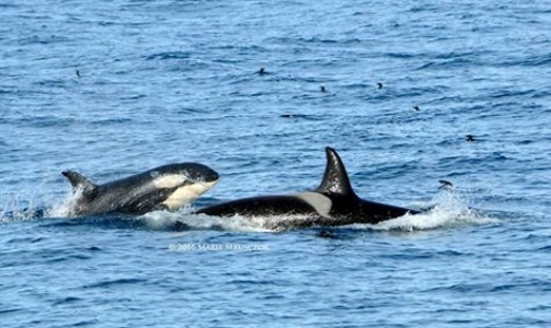 Last tour of our season, humpbacks, dolphins and ORCA!