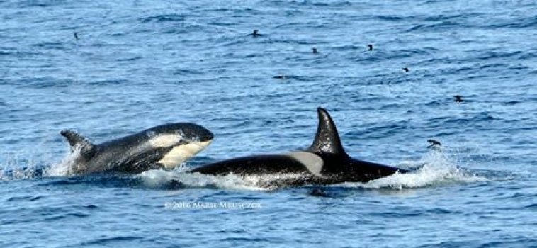 Last tour of our season, humpbacks, dolphins and ORCA!