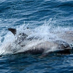 A pod of white-beaked dolphins
