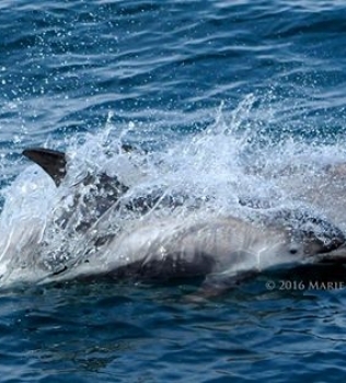 A pod of white-beaked dolphins