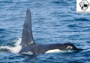 Orcas and Minke whales