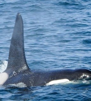 Orcas and Minke whales