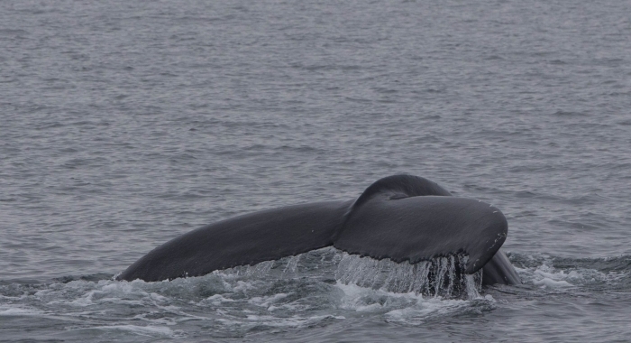 150718 humpback fluke 2