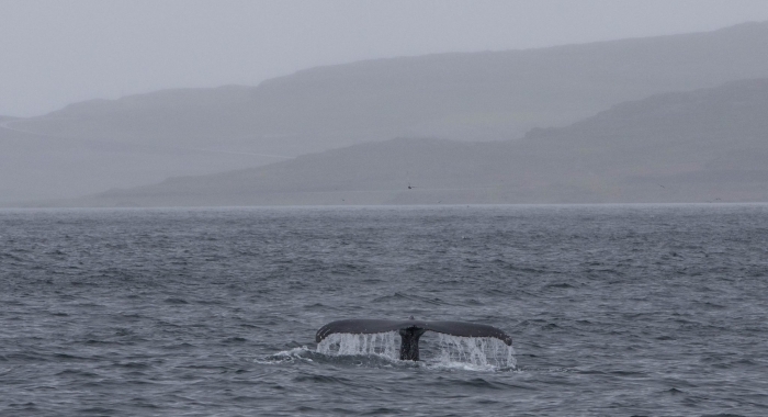 150718 humpback fluke in landscape