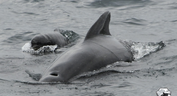 1508 pilot whale with calf