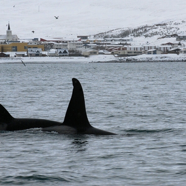 16 March orca - Copy - Copy