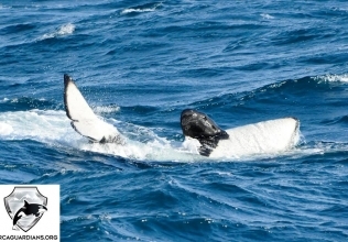 Orcas today!