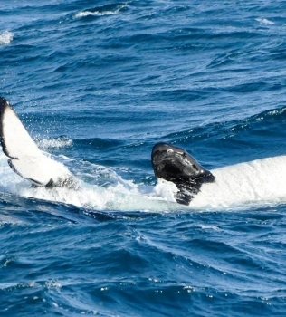 Orcas today!