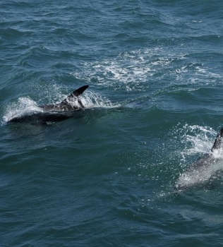 Group of white-beaked dolphins
