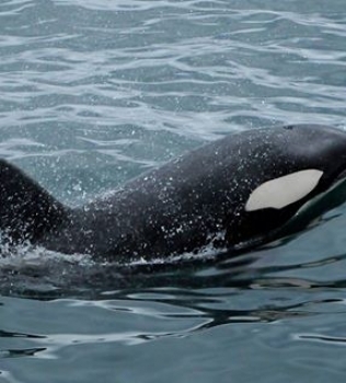 Orcas, Sperm Whale and Dolphins