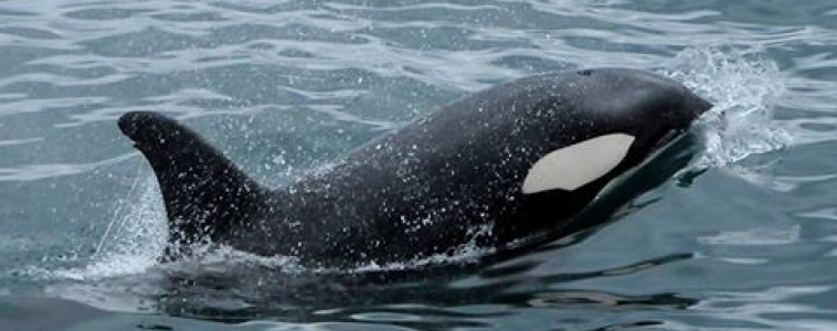 Orcas, Sperm Whale and Dolphins