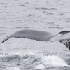 160718 close humpback fluke