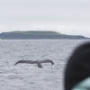 160718 close humpback fluke with Grimsey