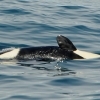 160718 close orca calf