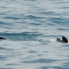 160718 orca calf upside down