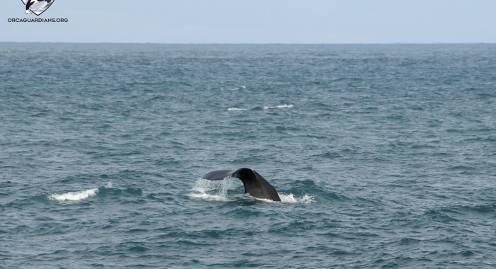 160718 sperm whale
