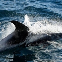 20 white-beaked dolphins