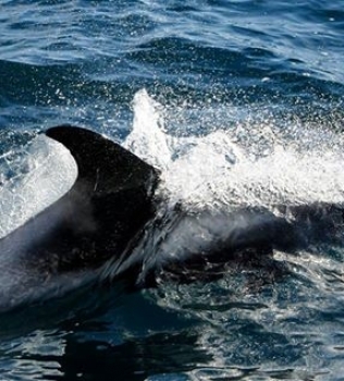 20 white-beaked dolphins