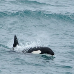 We spotted a group of killer whales !