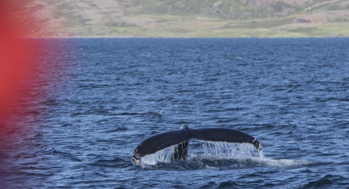 170718 close humpback fluke