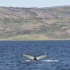 170718 humpback ID 2