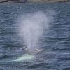 170718 humpback blow