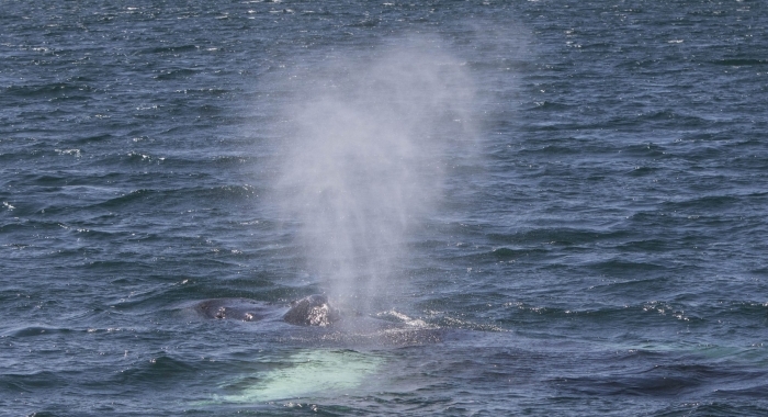 170718 humpback blow