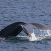 170718 humpback whale fluke