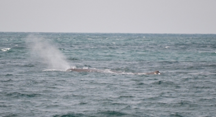 170718 sperm whale blow
