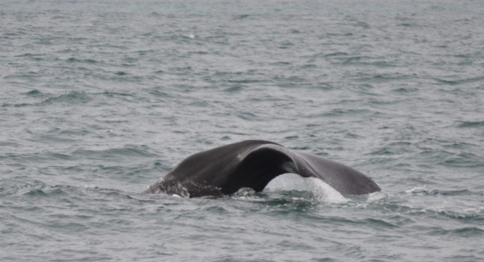 170718 sperm whale fluke