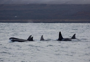 Two tours with Orca Sightings