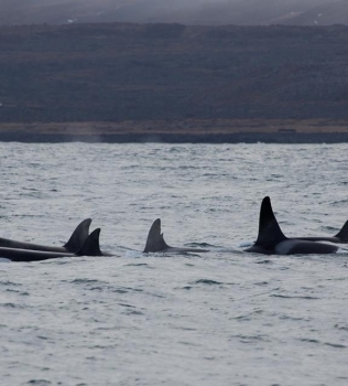 Two tours with Orca Sightings