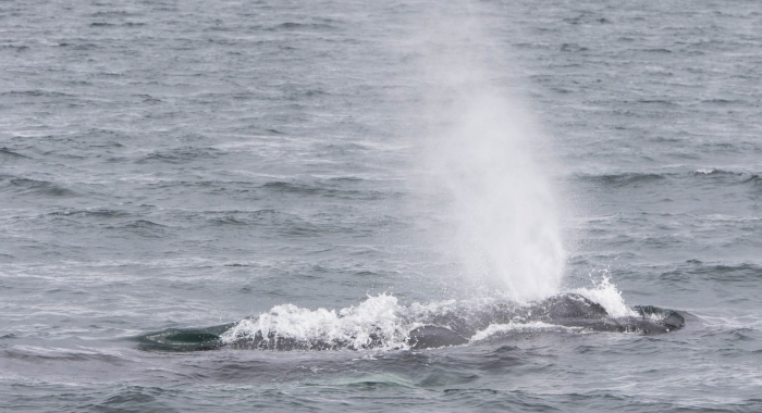 180718 humpback blow
