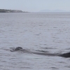 180718 humpback