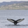 180718 humpback tail V