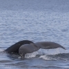 180718 humpback tail_