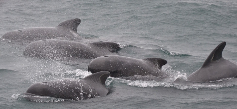 Pilot whales are back in Ólafsvík while the humpbacks remain in Hólmavík