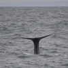 180718 sperm whale