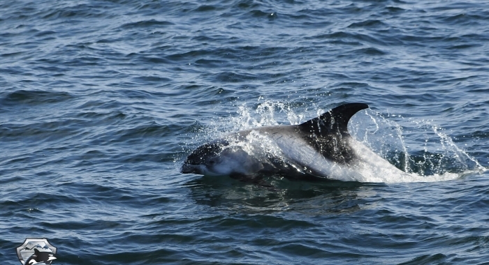1808 whitebeaked dolphin