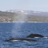 180818 2 humpbacks