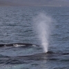 180818 humpback blow