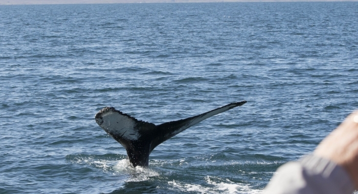 180818 humpback close fluke