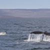 180818 humpback double fluke