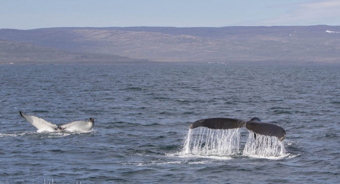 180818 humpback double fluke